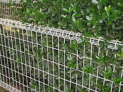 高雙圈護(hù)欄網(wǎng)頂部網(wǎng)片是如何固定安裝的